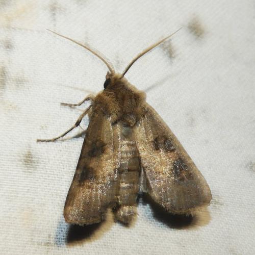 Agrotis clavis